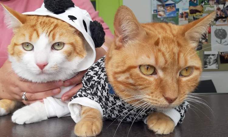 FB_IMG_1664837694436