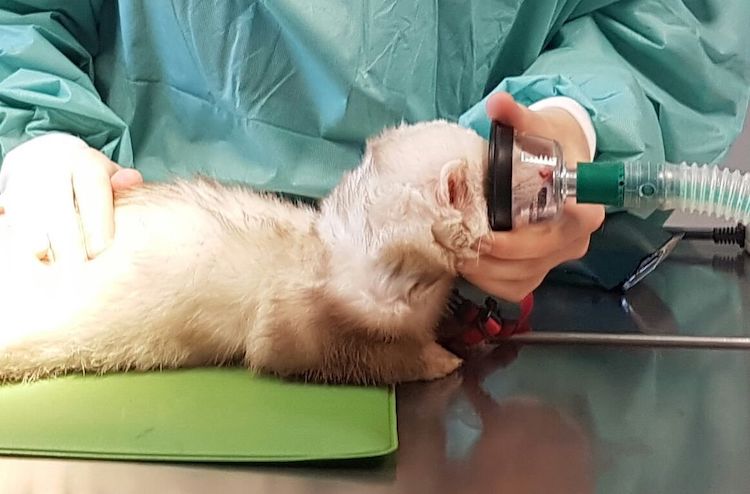 15934293_10211770844012339_165938724_o