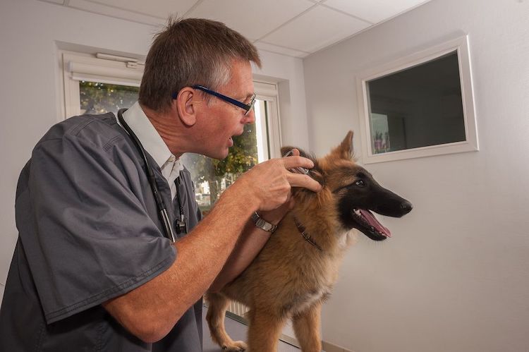 examen-auriculaire-dun-jeune-chien-par-le-Dr-Stas