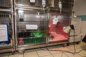 Deux petits patients hospitalisés à Atlantic Vet