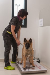 Céline pèse ce jeune chiot pour suivre sa courbe de croissance.