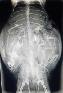 Radiographie des 3 petits cochons d’inde dans le ventre de leur maman